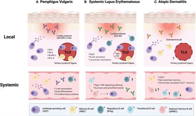 From neglect to spotlight: the underappreciated role of B cells in cutaneous inflammatory diseases